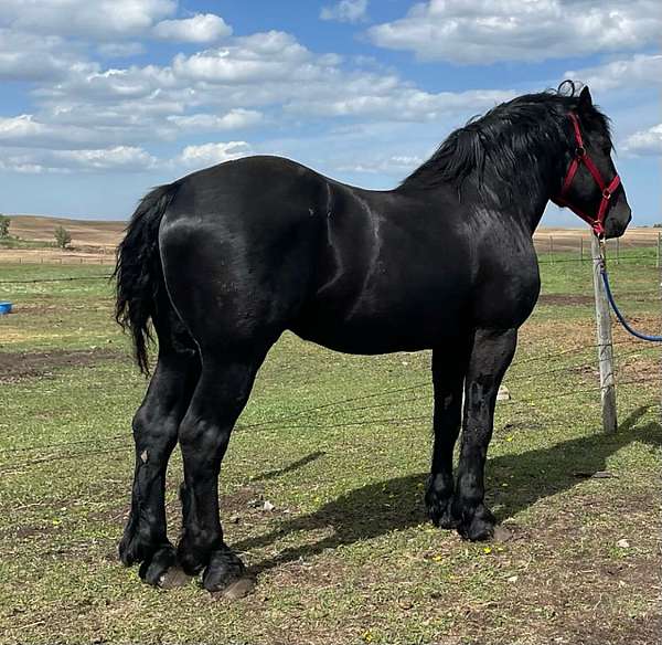 all-around-percheron-horse