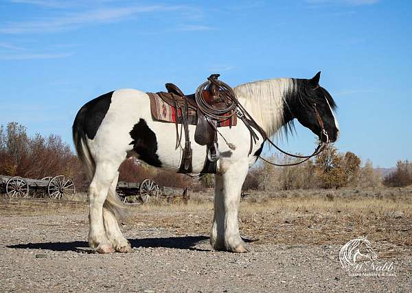 all-around-draft-horse