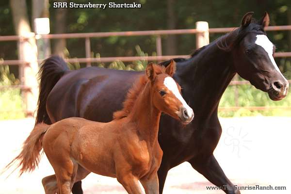 morgan-welsh-pony