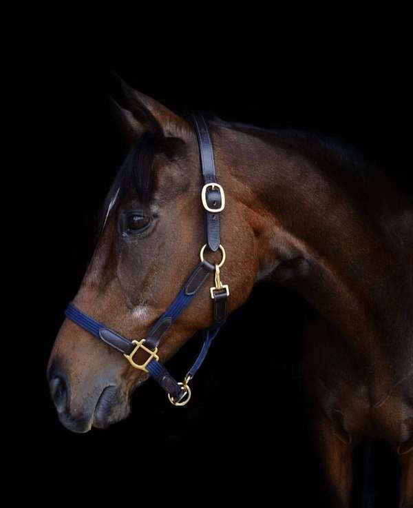 thoroughbred-mare