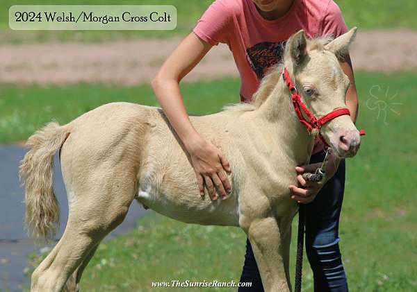 blue-eye-welsh-pony