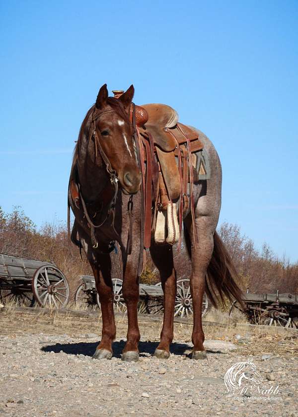 all-around-quarter-horse