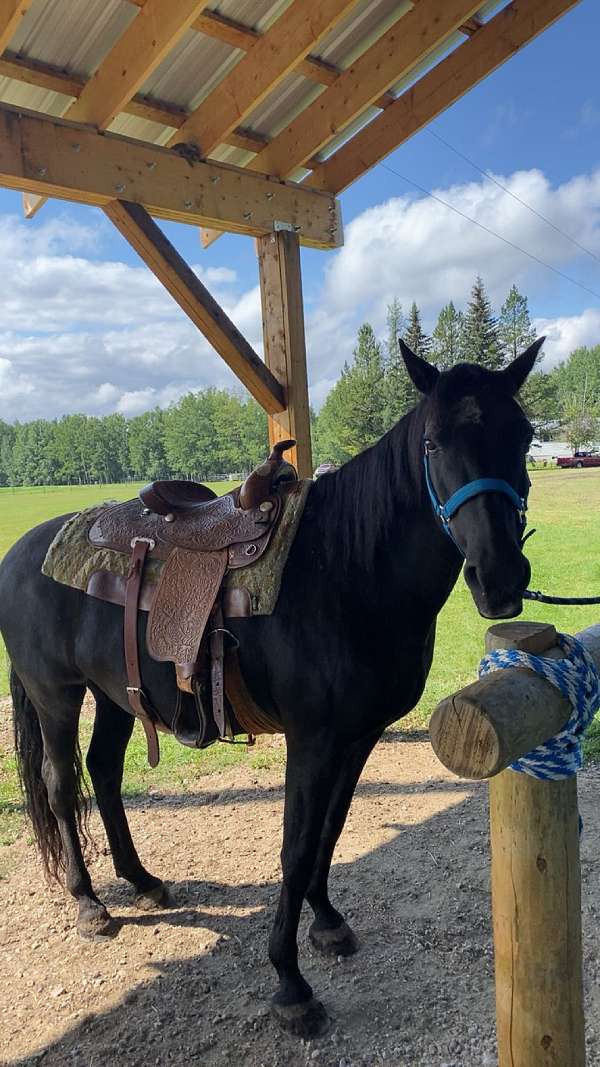 experienced-trained-morgan-horse