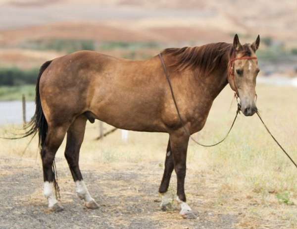 all-around-quarter-horse