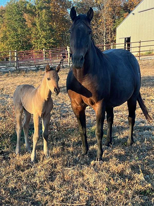 quarter-horse-weanling