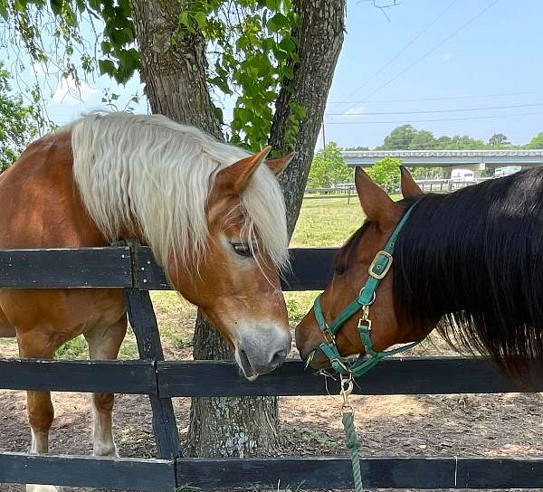 husband-horse-haflinger