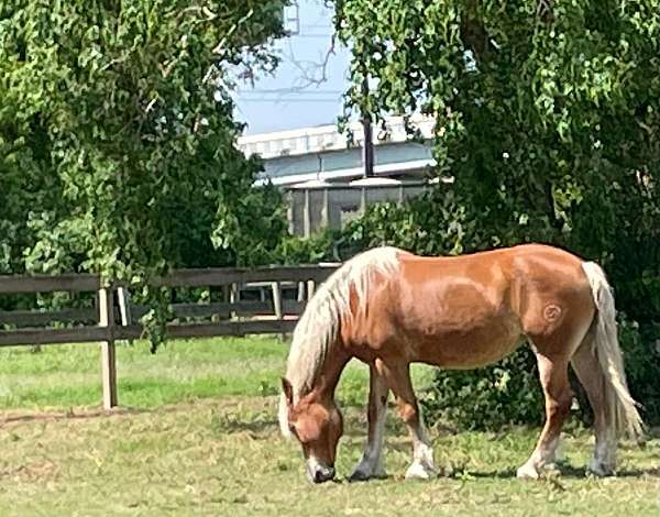 kids-horse-haflinger