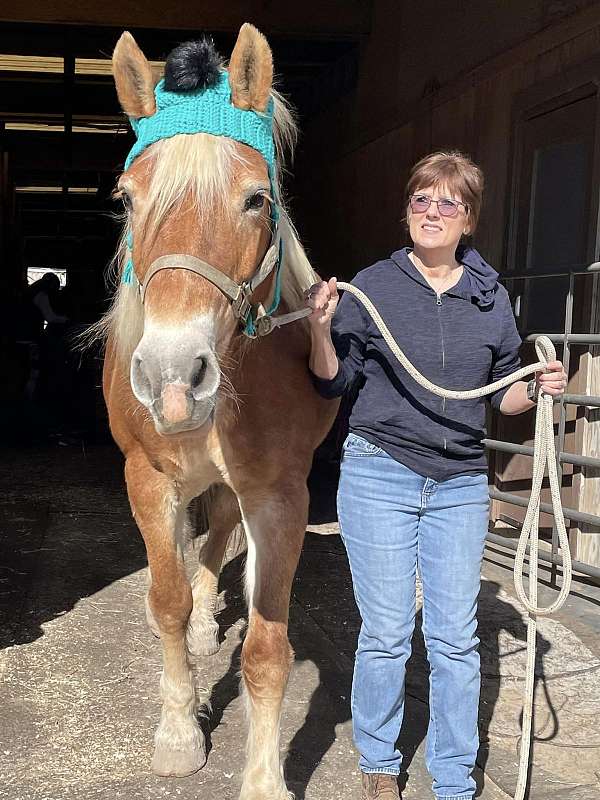 safe-haflinger-horse