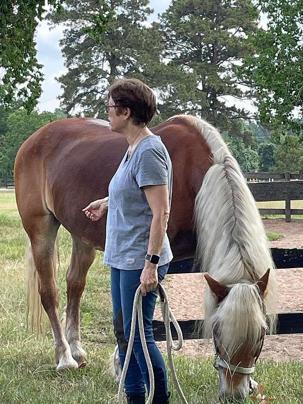 experienced-haflinger-horse