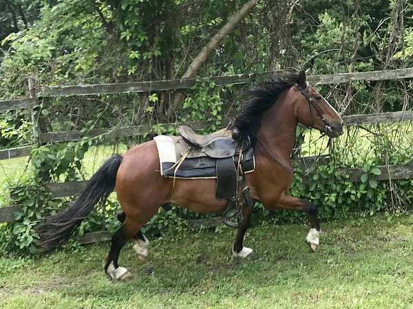 back-hackney-pony