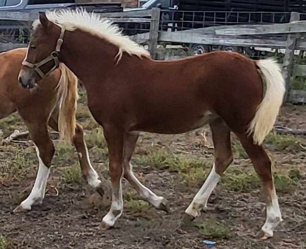 silver-blaze-three-socks-horse