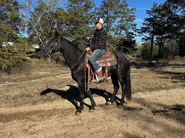 flashy-tennessee-walking-horse