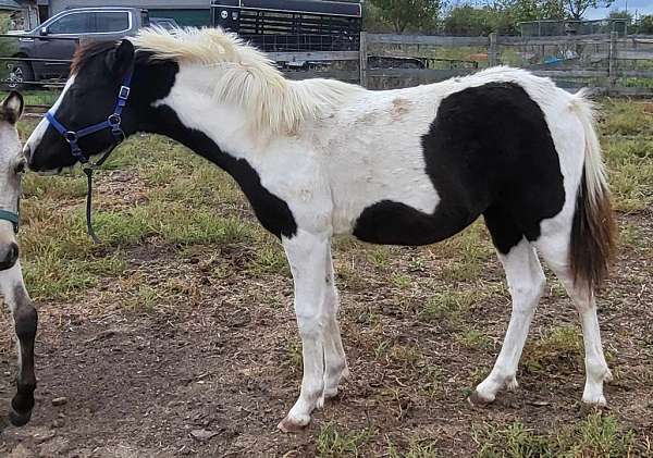 tobiano-horse