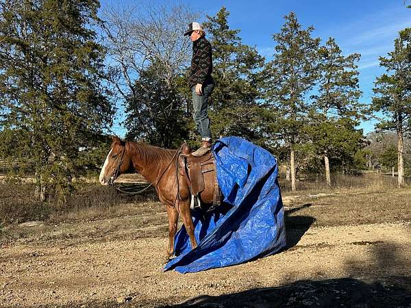 flashy-quarter-horse