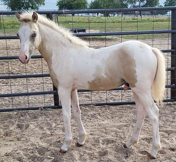 buckskin-wpcsa-colt