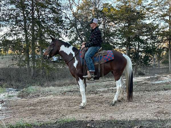 bay-white-horse