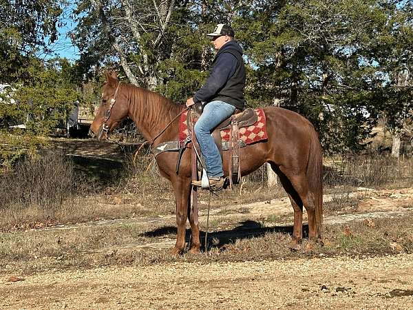 flashy-tennessee-walking-horse