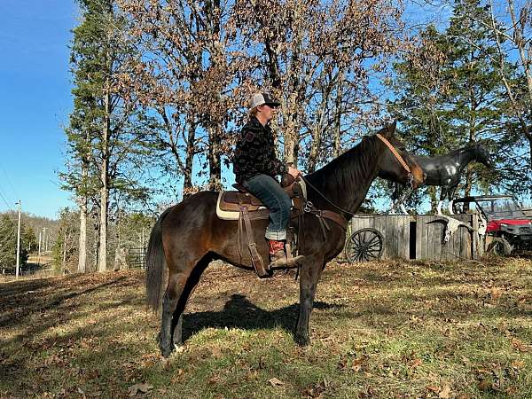 flashy-quarter-horse