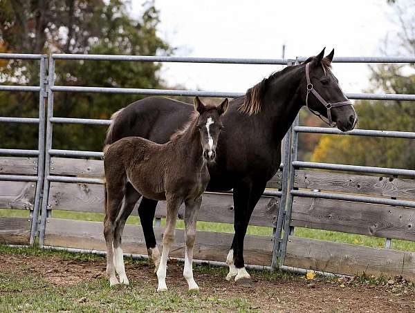 flashy-rocky-mountain-horse