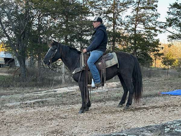 roan-gaited-pony