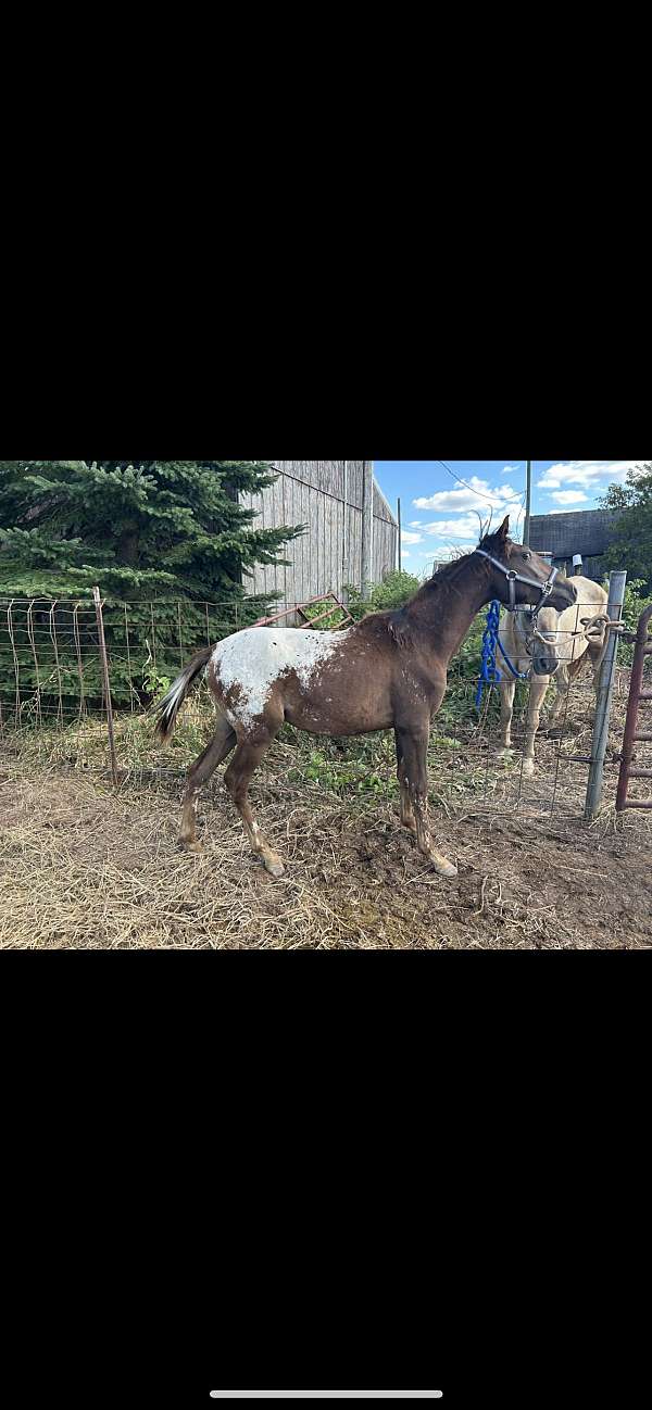 appaloosa-colt