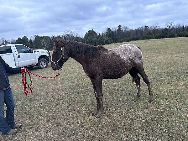 appaloosa-colt