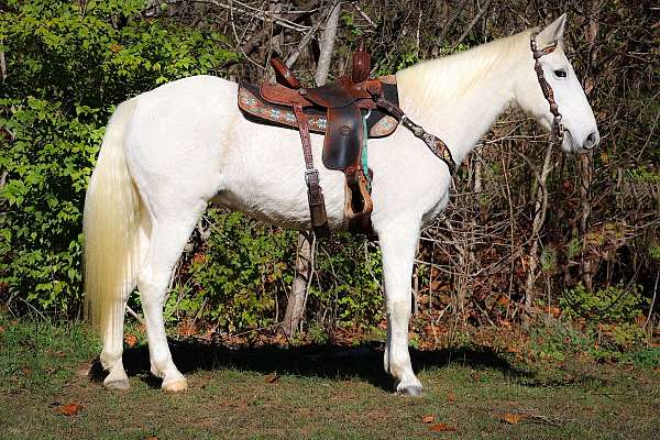 all-around-missouri-fox-trotter-horse