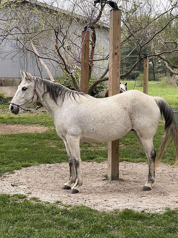 missouri-fox-trotter-mare