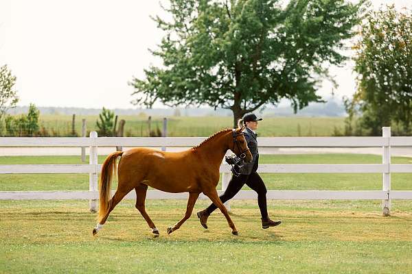 welsh-pony-filly