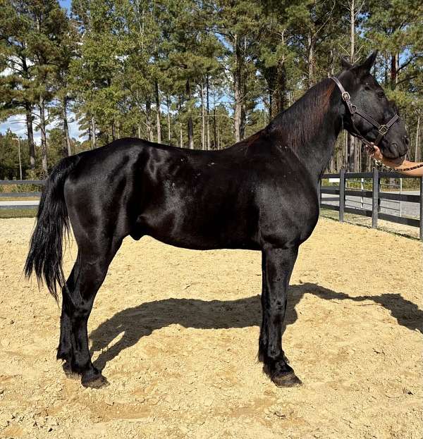 black-draft-gelding