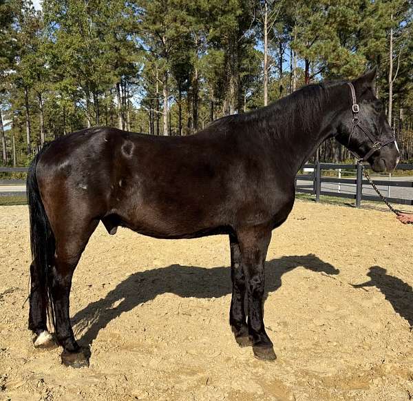 black-draft-gelding