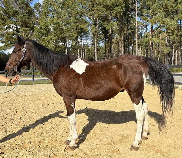 pinto-paint-gelding