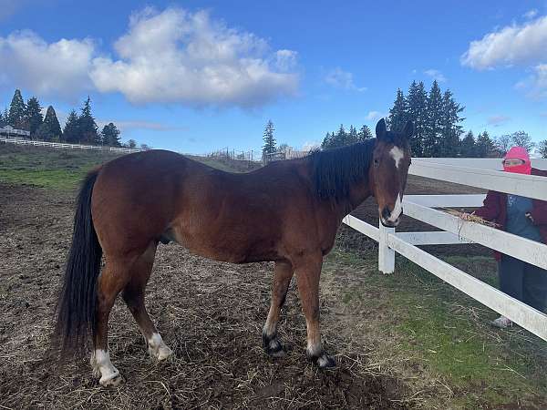 quarter-horse-gelding