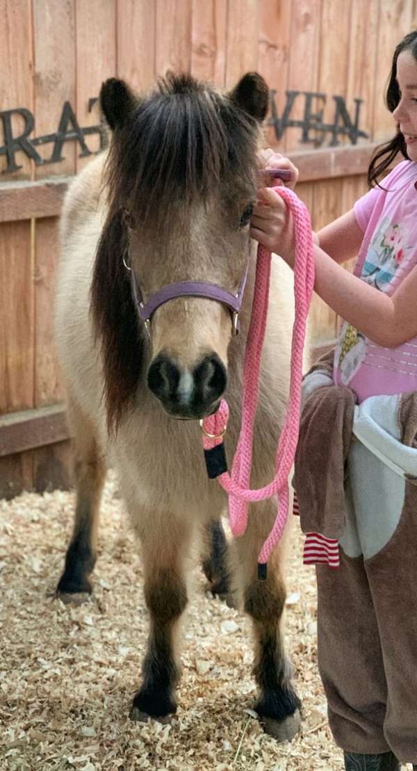 bucksin-with-white-star-pony