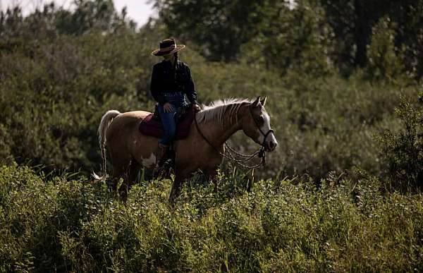 started-under-saddle-arabian-paint-horse