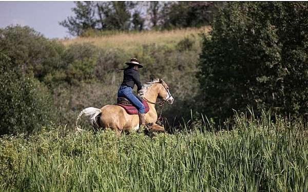 all-around-half-arabian-horse