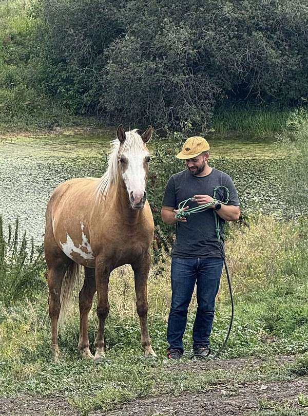 started-under-saddle-half-arabian-horse