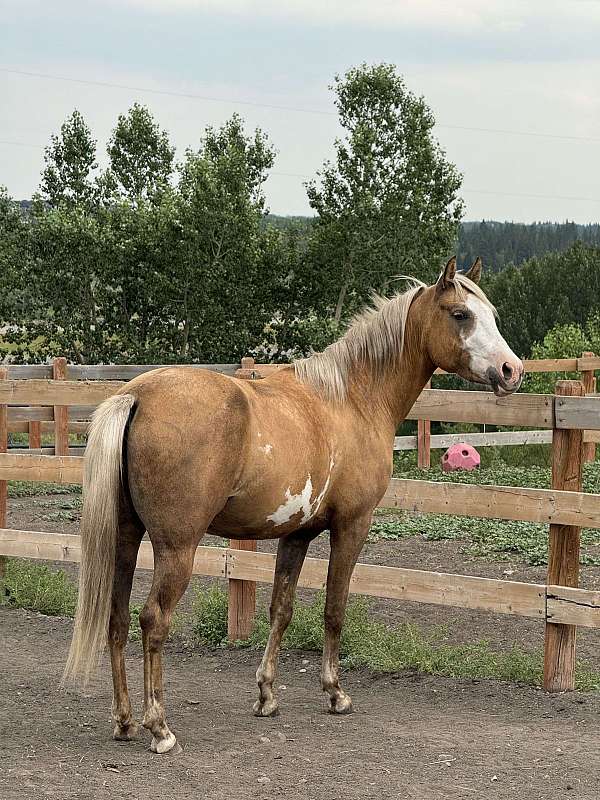 trail-half-arabian-horse