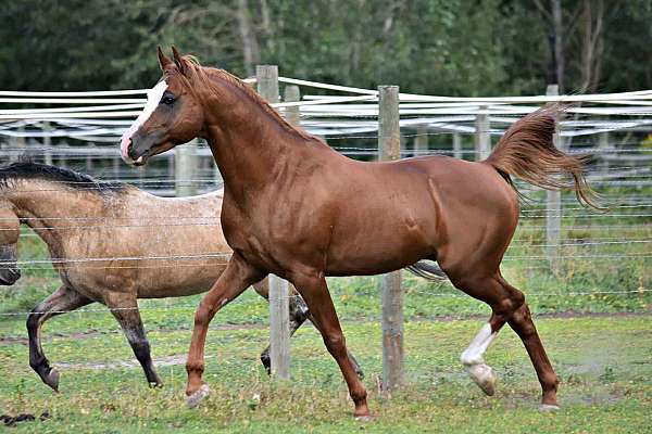 working-equitation-half-arabian-horse