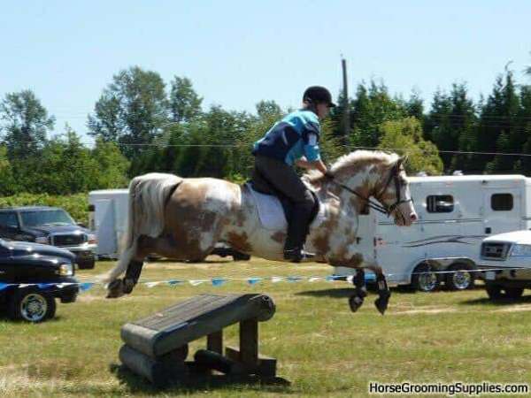 palomino-half-arabian-mare