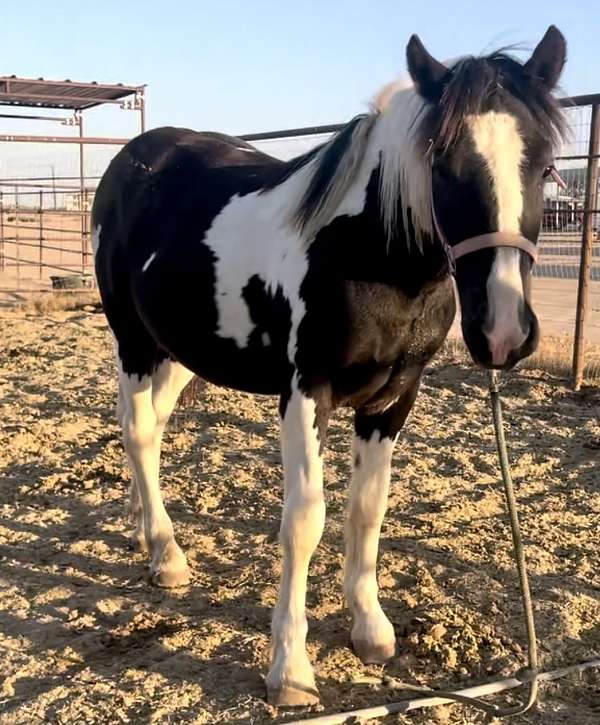 draft-horse-arizona-gypsy-vanner