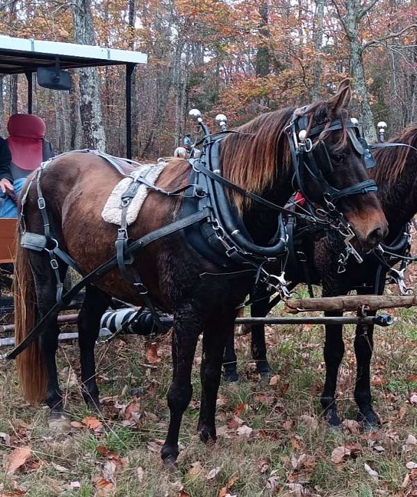 rocky-mountain-gelding