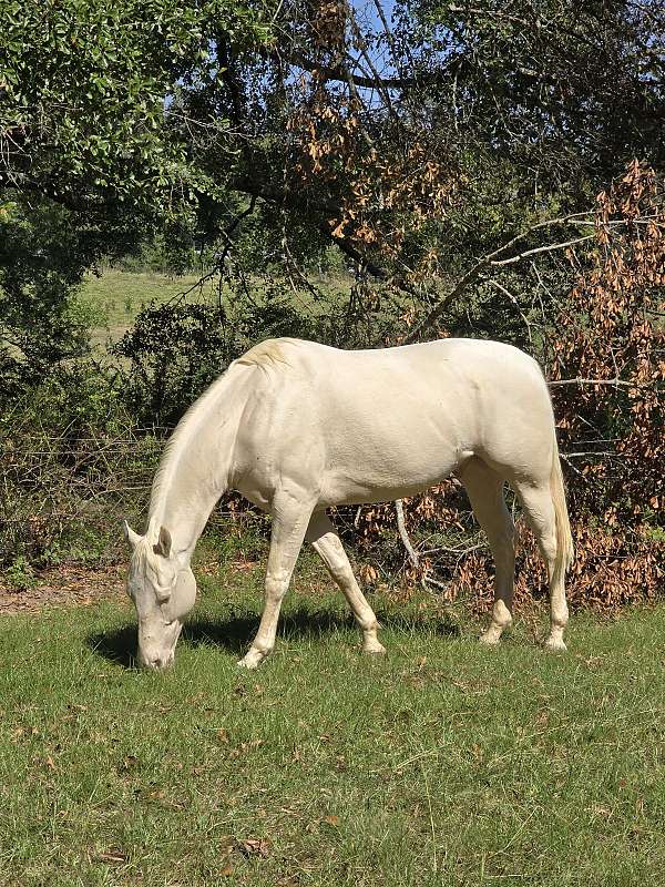 quarter-horse-gelding