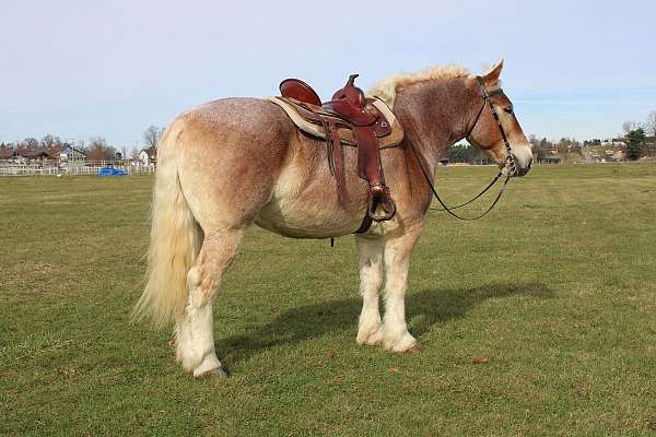 white-strip-legs-horse