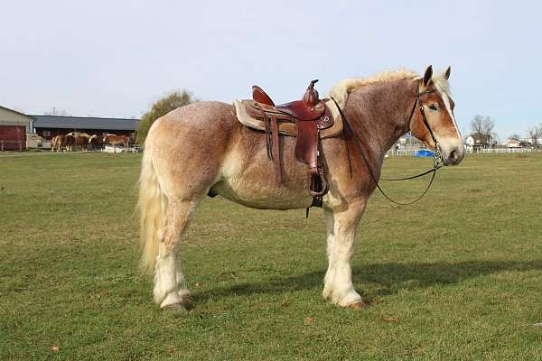 roan-white-strip-legs-horse