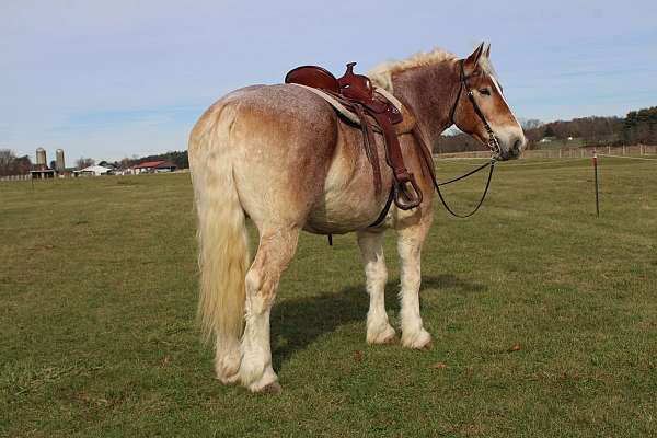 athletic-draft-horse