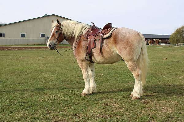 all-around-draft-horse