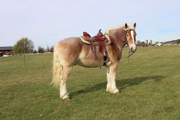 kid-safe-draft-horse