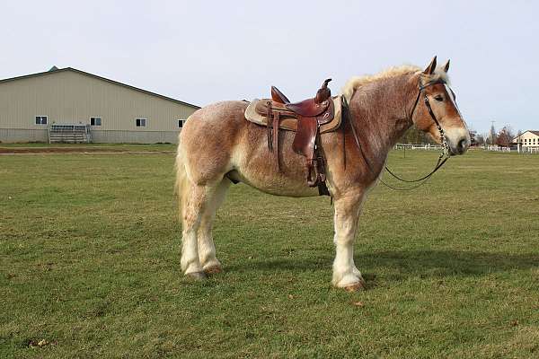 driving-draft-horse