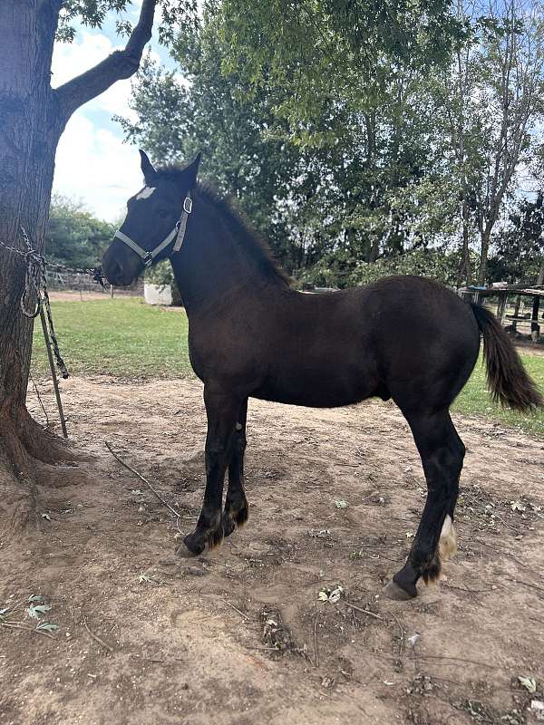 halter-working-percheron-horse